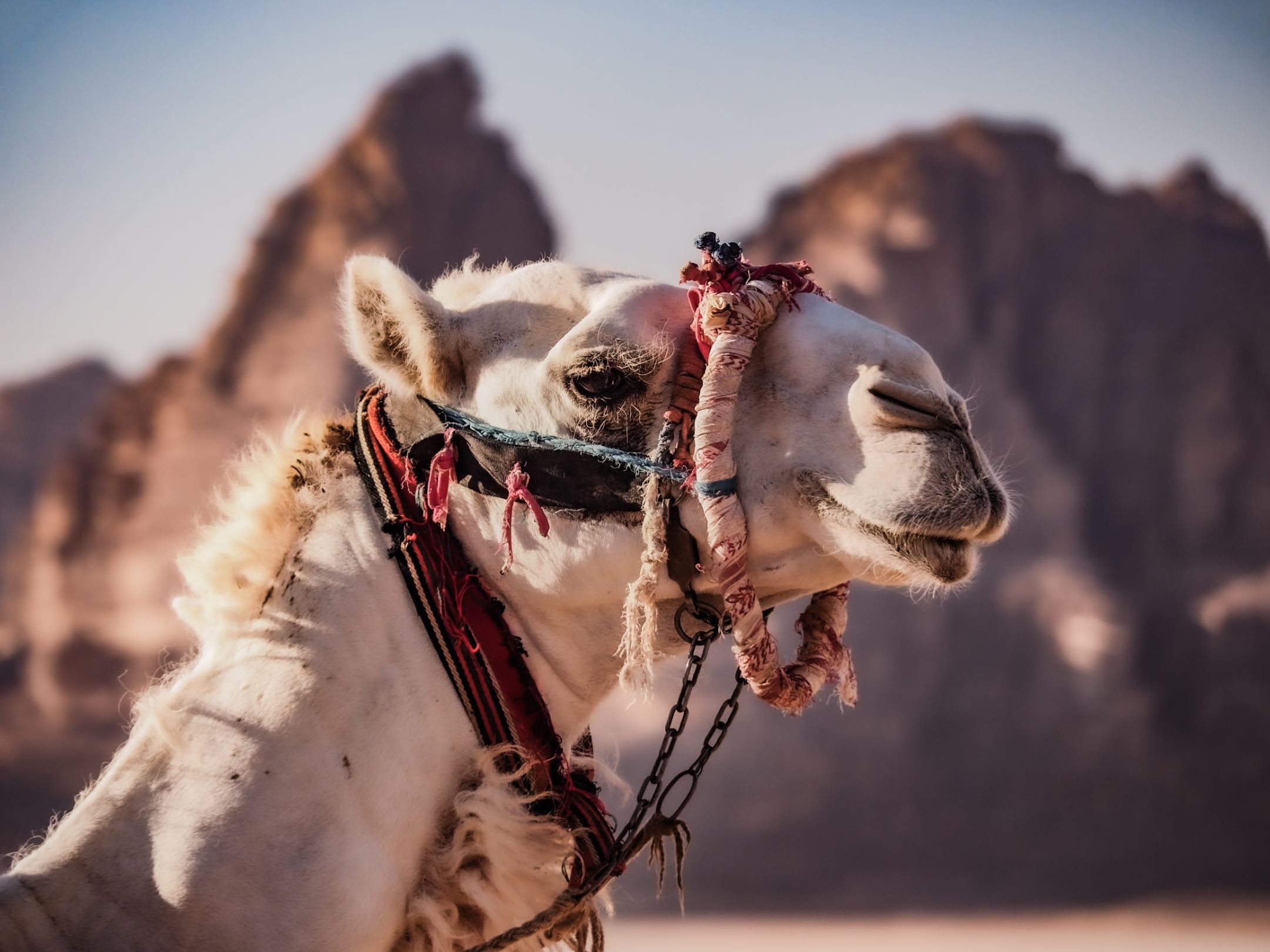 Petra and Wadi Rum Two Day Tour from Eilat