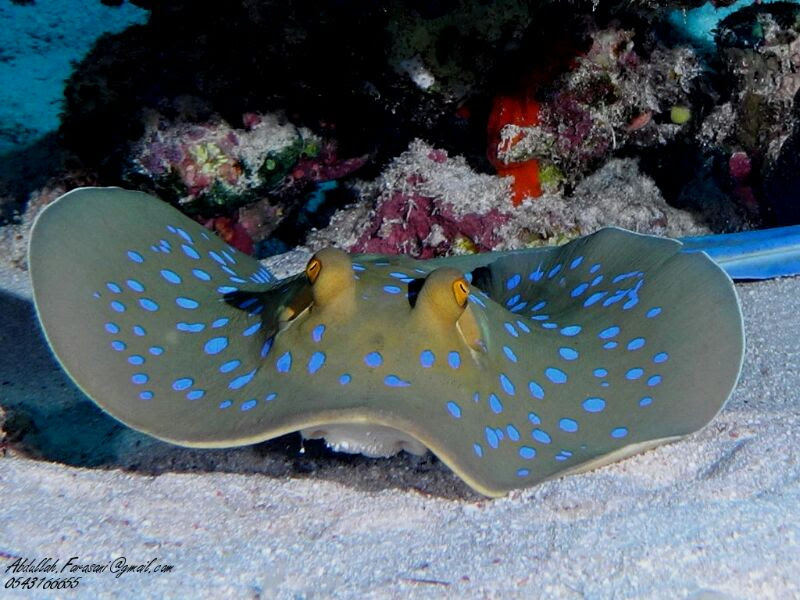Aqaba Sharks Bay Divers
