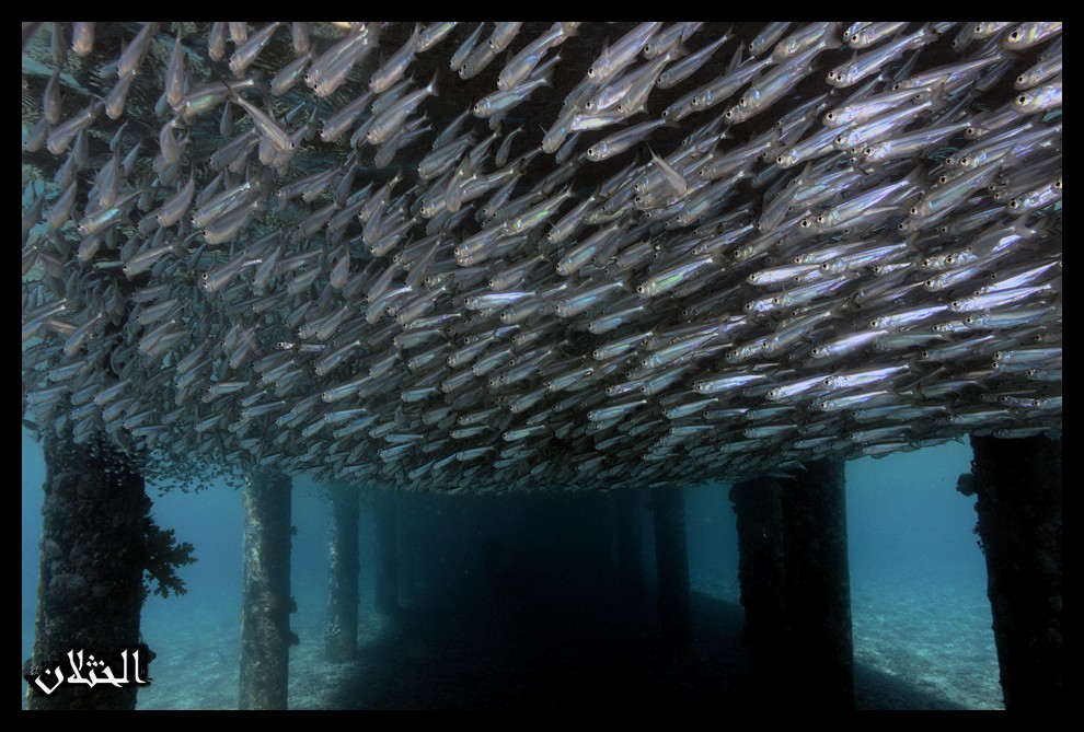 Snorkel From Shore