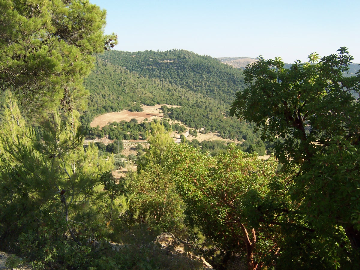 Ajloun Forest Reserve: Woodland Walks and Local Experiences in Northern Jordan