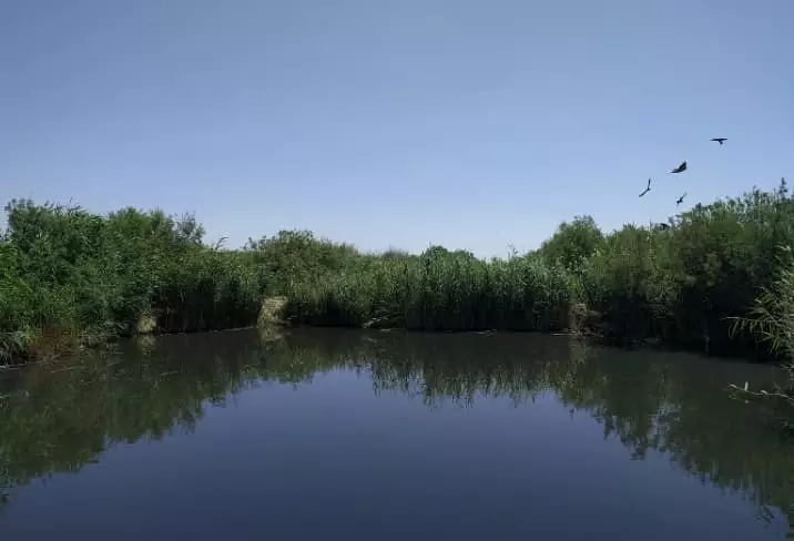 Wildlife and natural life of the Azraq Wetland Reserve