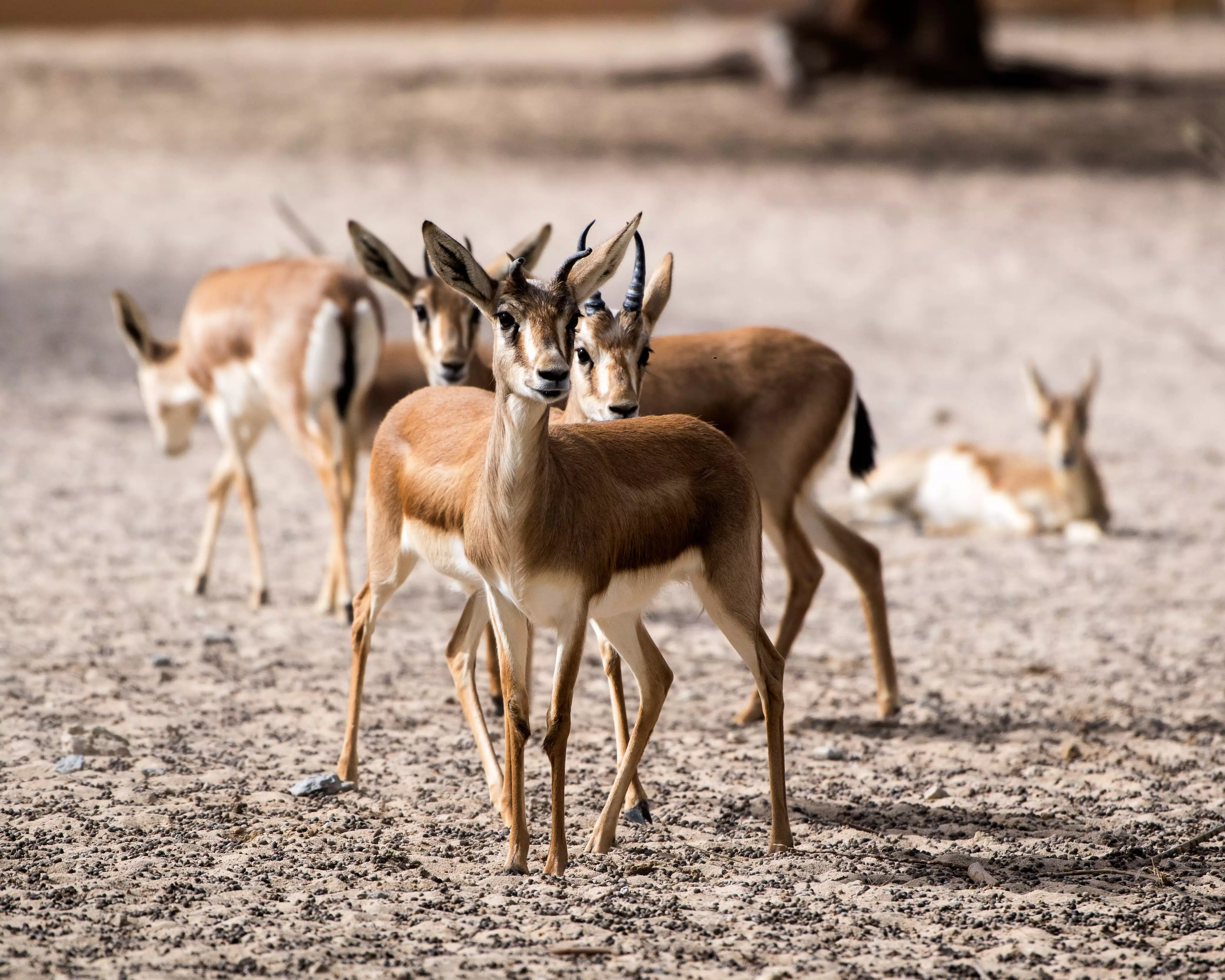 Al-Shamari Wildlife Reserve, an animal and bird resort in Azraq