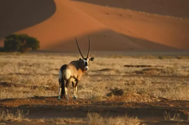 Oryx Safari Tour: Discover Wildlife Adventures in their Natural Habitat