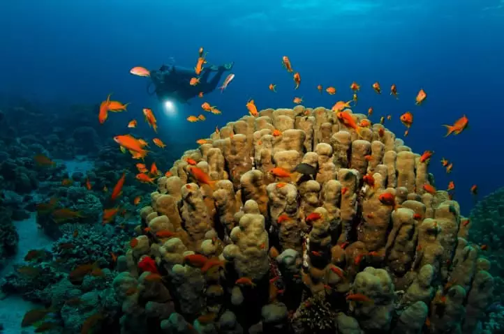 Your guide to learning about Diving in Aqaba